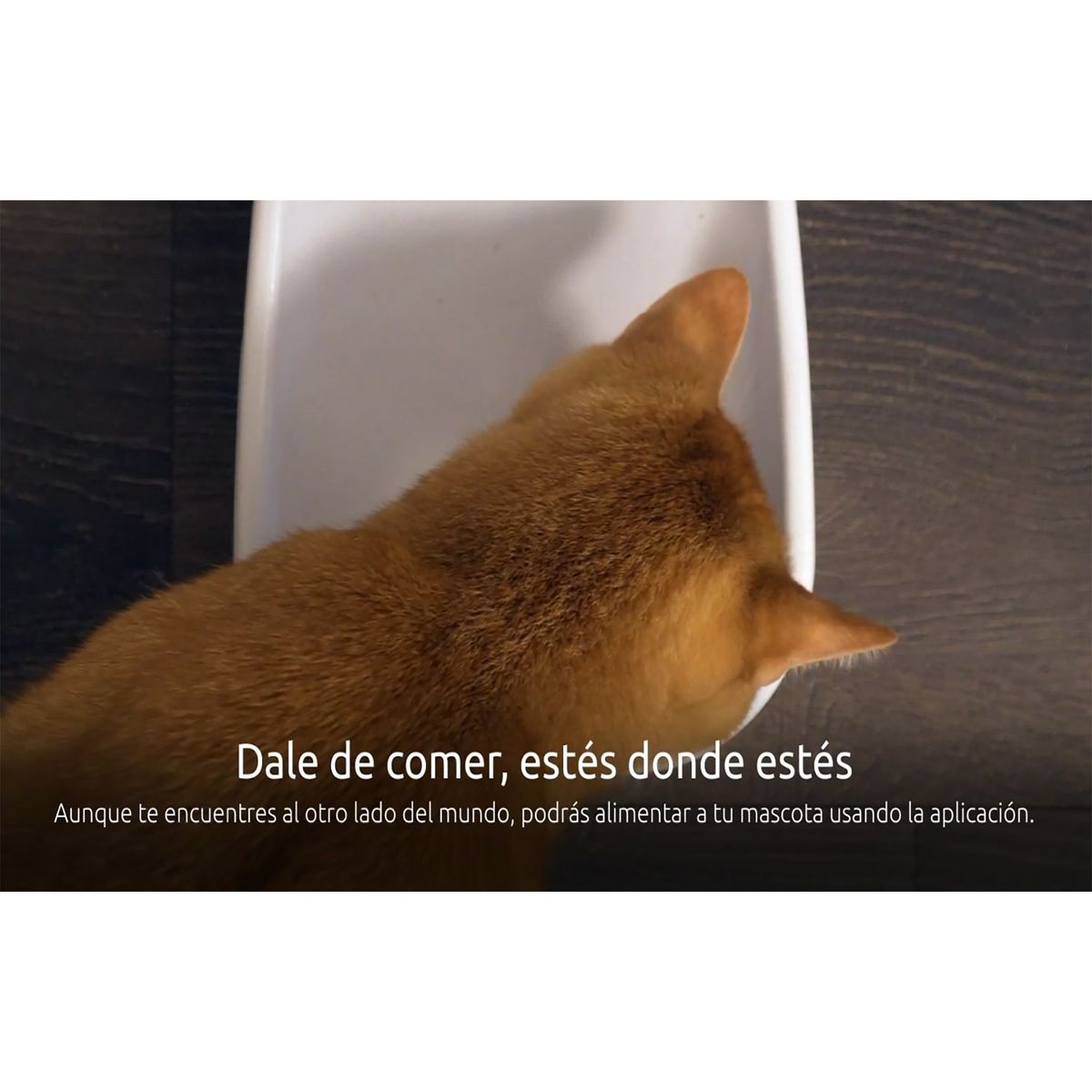 Dispensador Inteligente de Alimento para Mascotas con Cámara 2K NEXXT NHA-P610